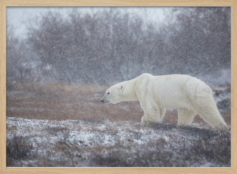 Let it Snow! | Poster