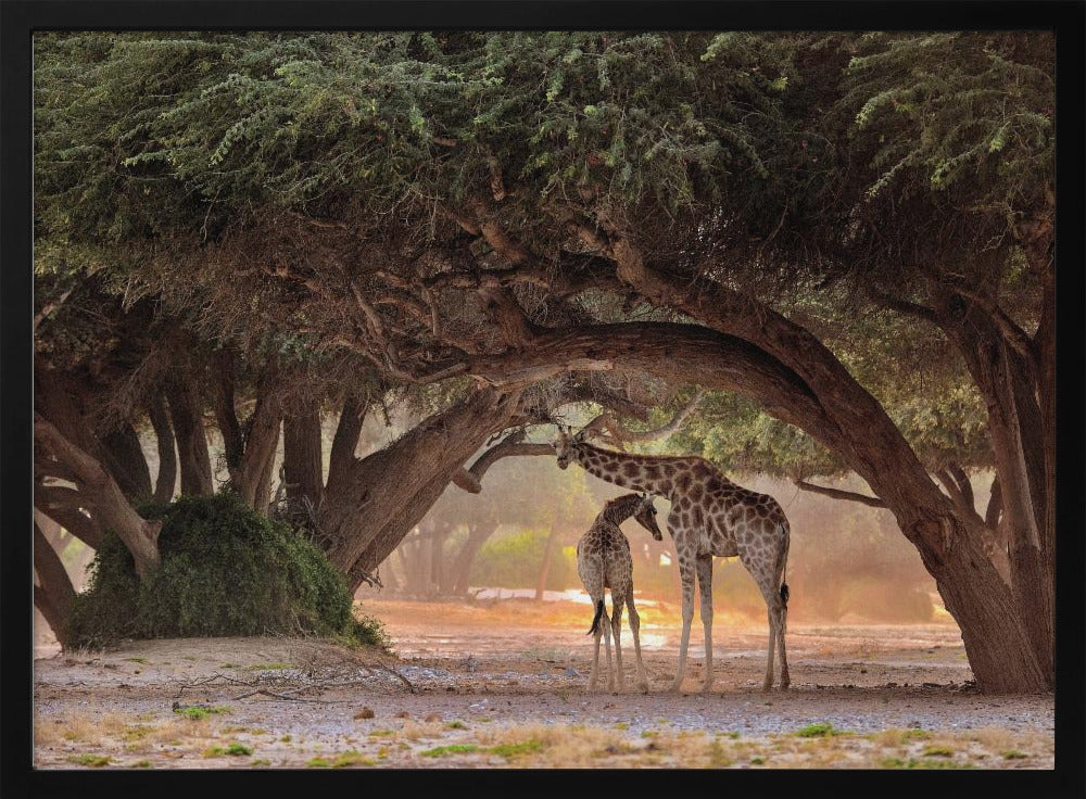 Giraffe - Namibia | Poster
