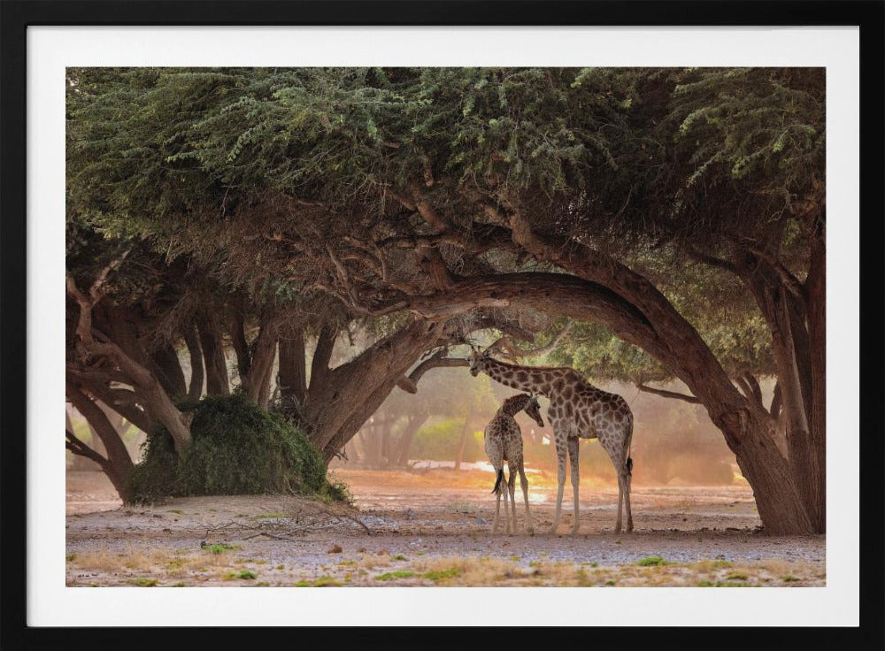Giraffe - Namibia | Poster