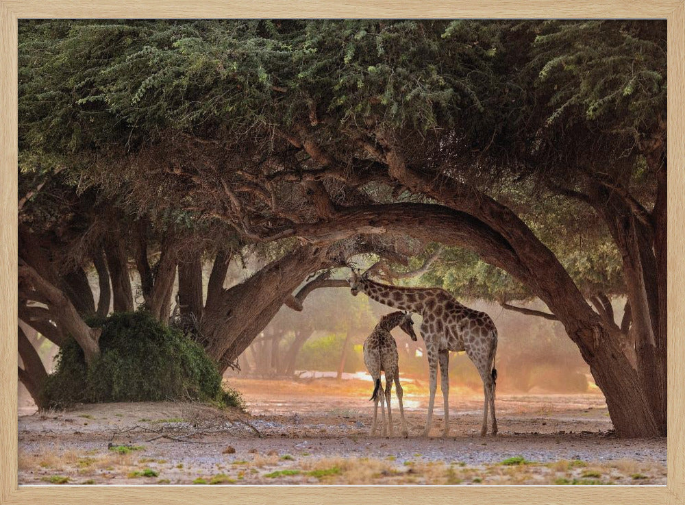 Giraffe - Namibia | Poster