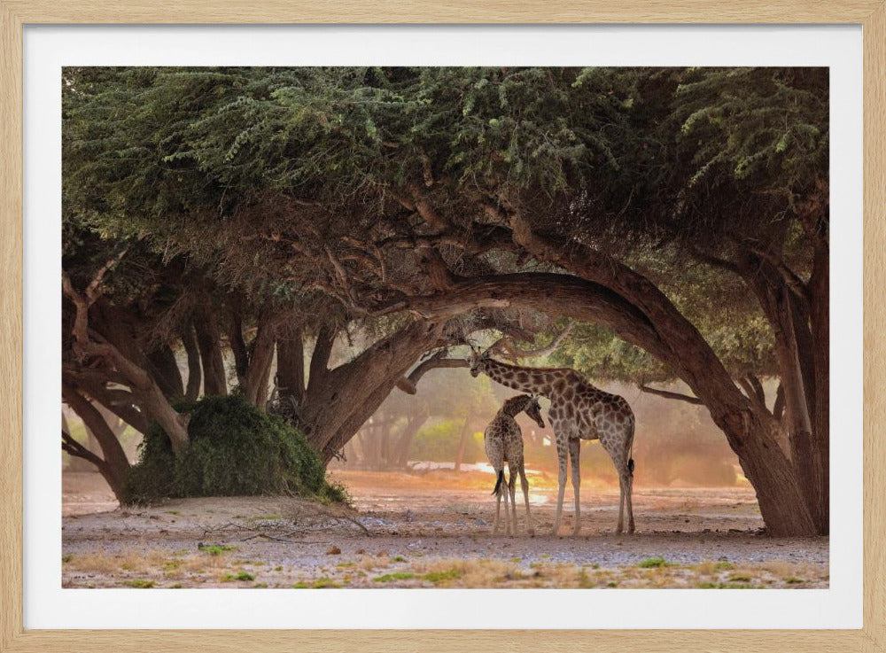 Giraffe - Namibia | Poster