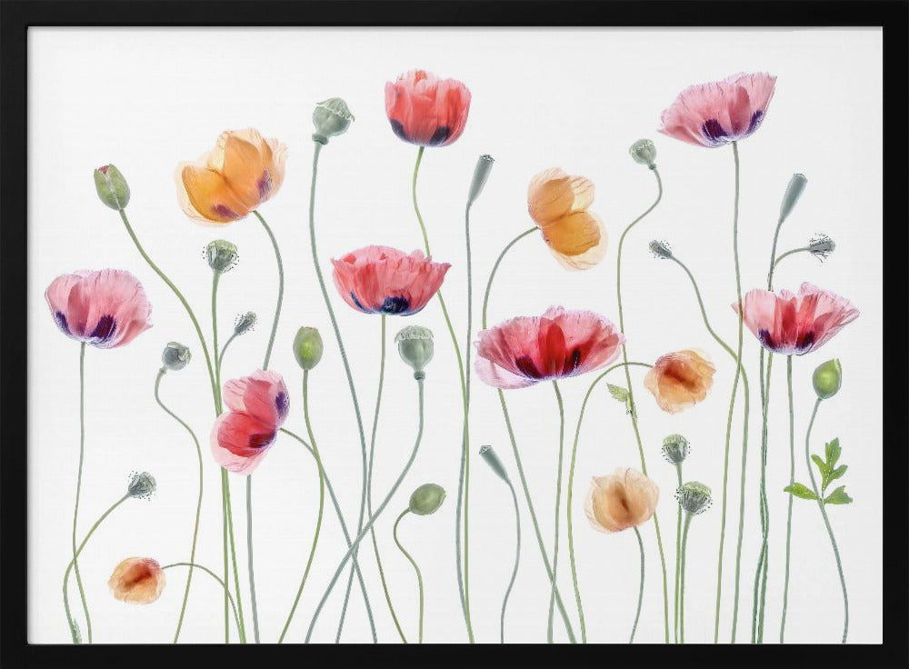 Papaver party | Poster