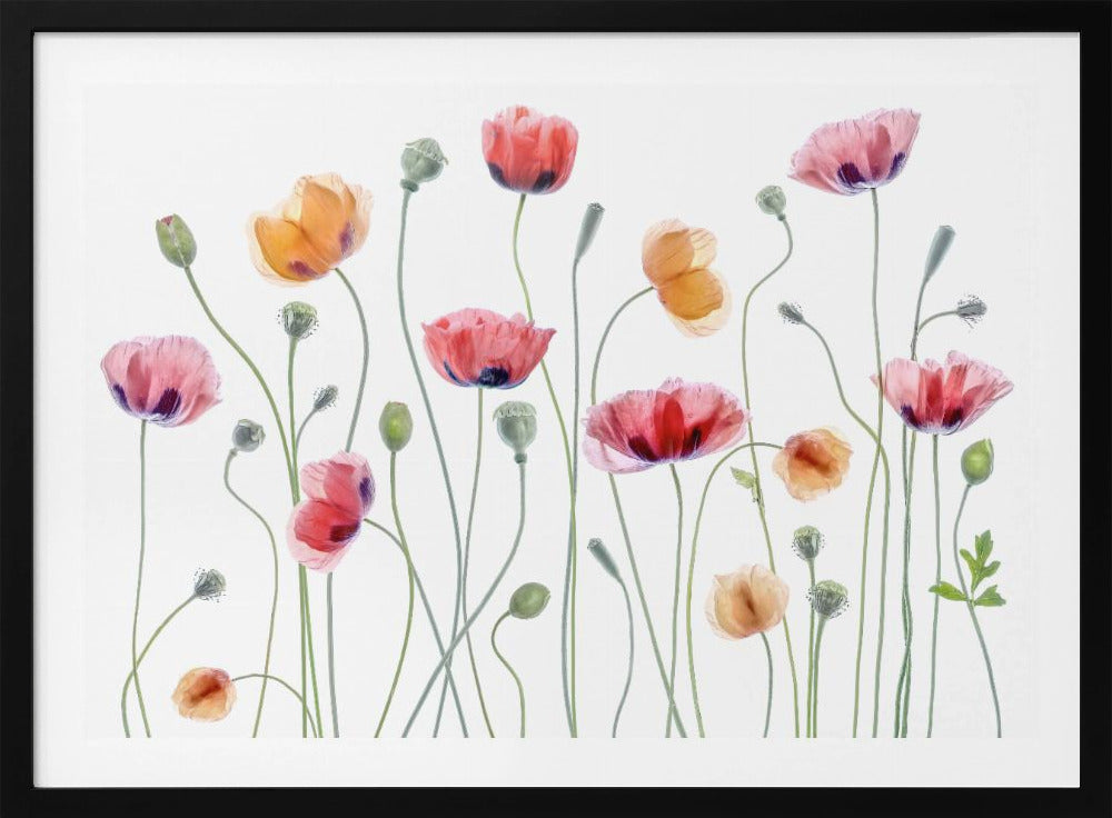 Papaver party | Poster
