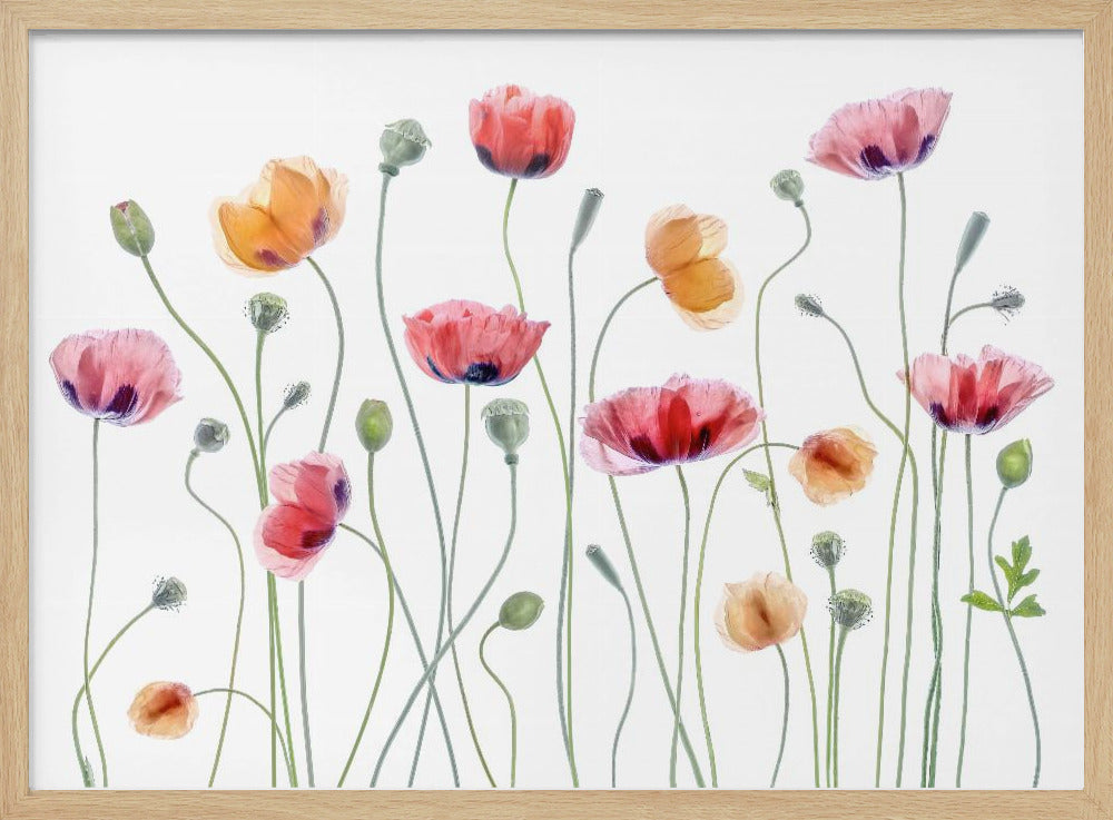 Papaver party | Poster