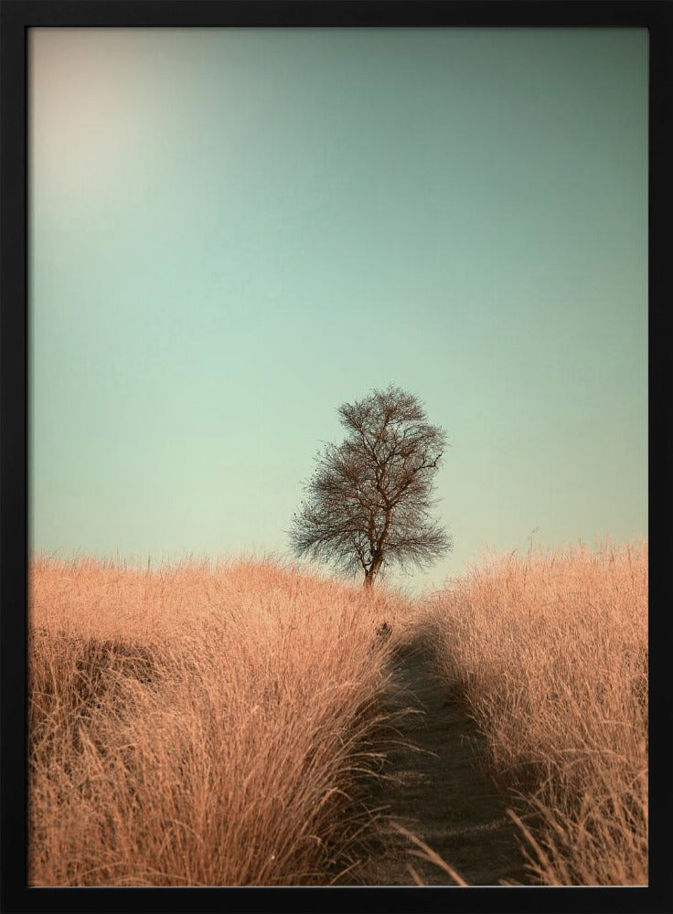 Grass and Path | Poster