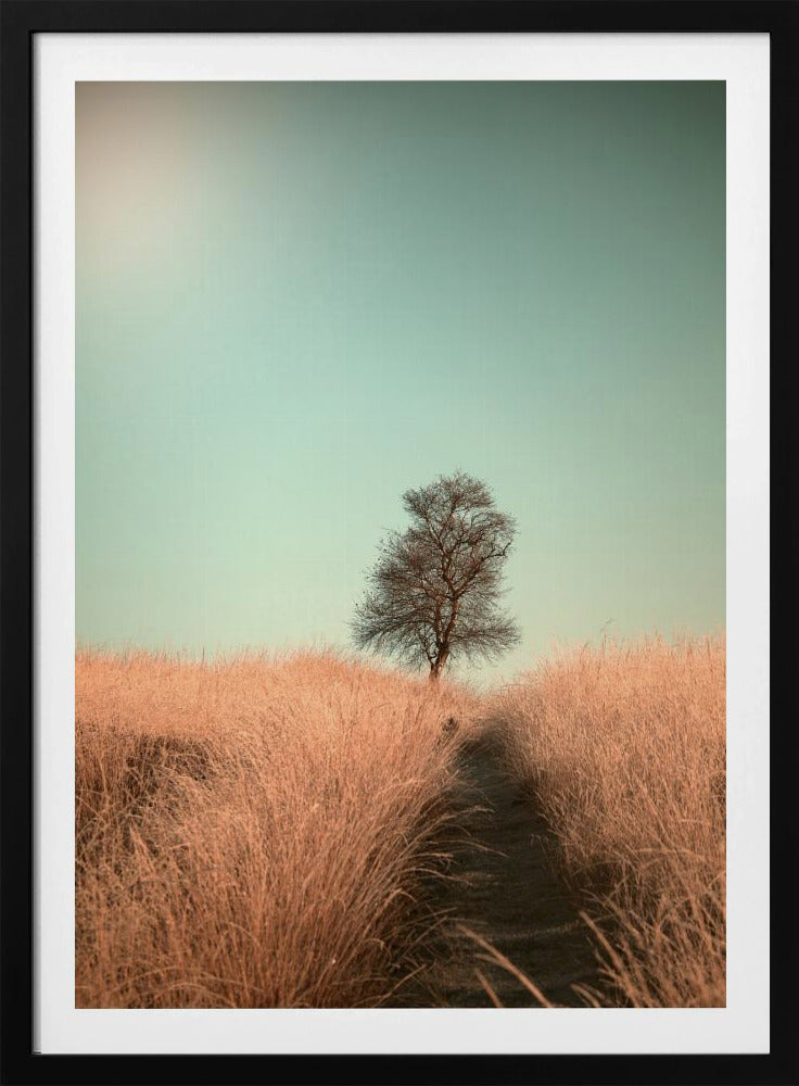 Grass and Path | Poster