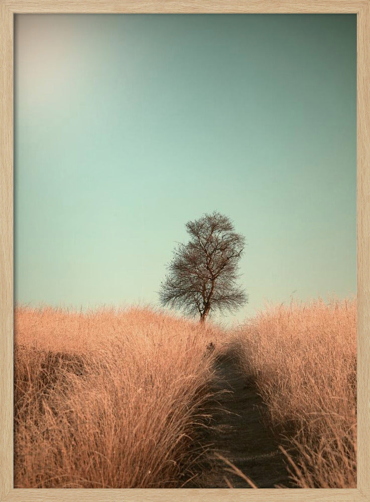 Grass and Path | Poster