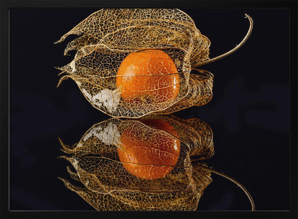 Physalis | Poster