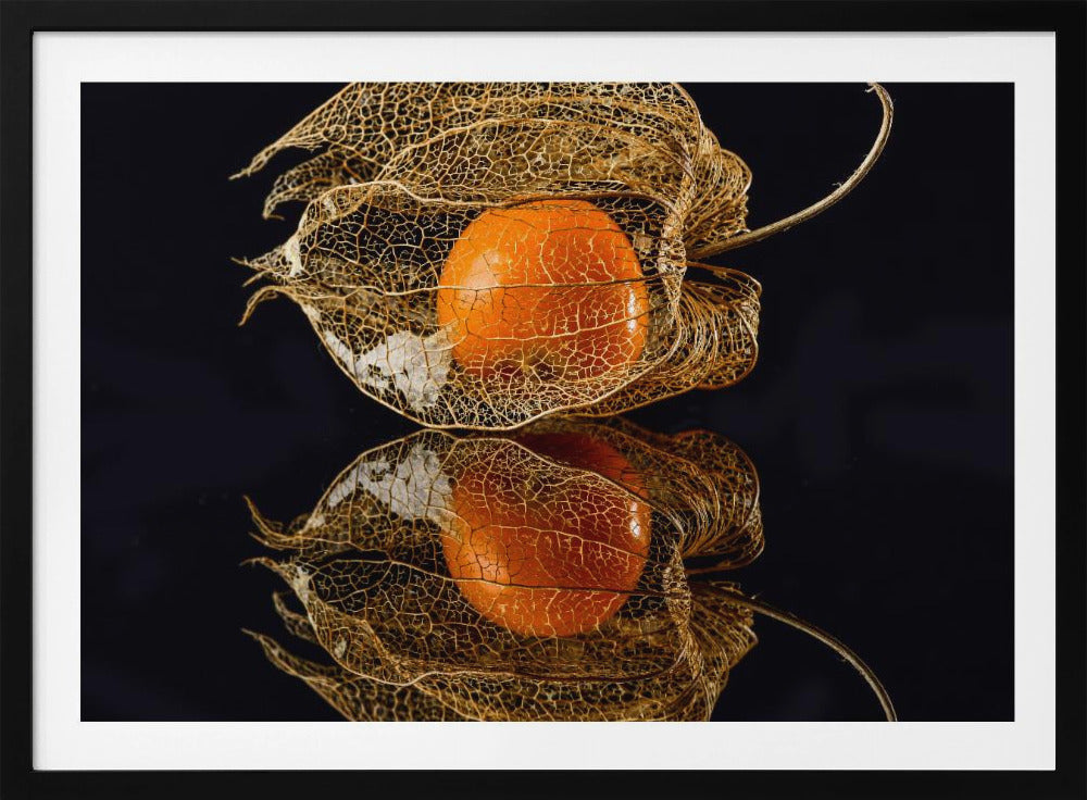 Physalis | Poster