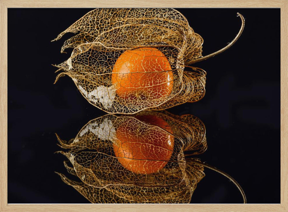 Physalis | Poster