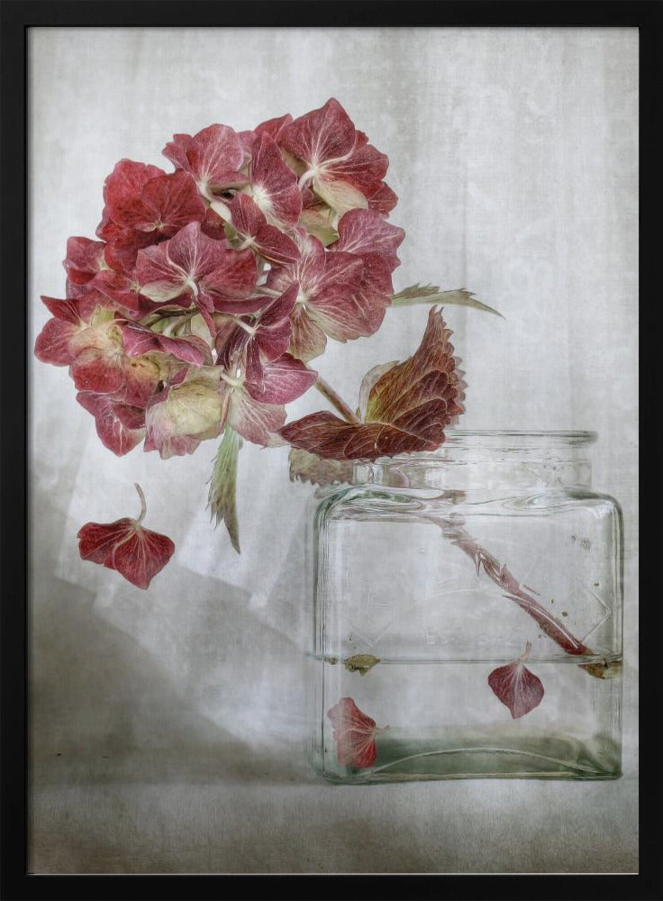 Hydrangea | Poster