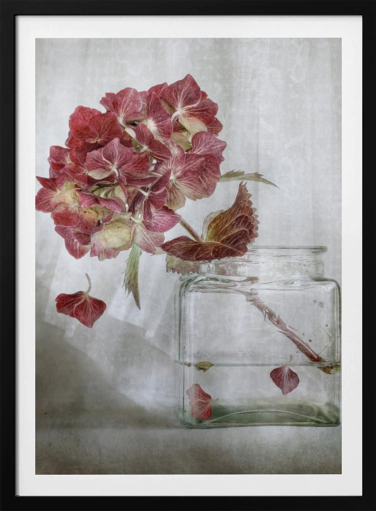 Hydrangea | Poster
