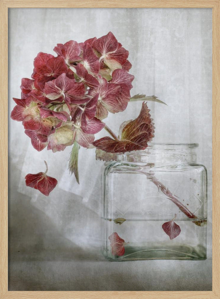 Hydrangea | Poster