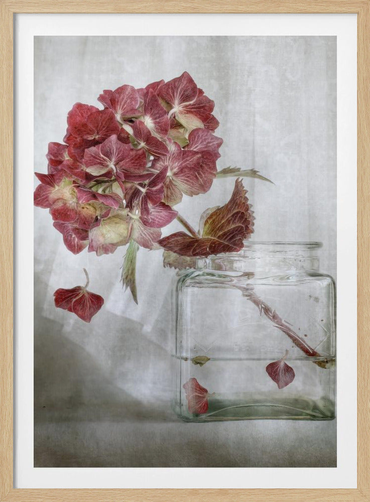 Hydrangea | Poster