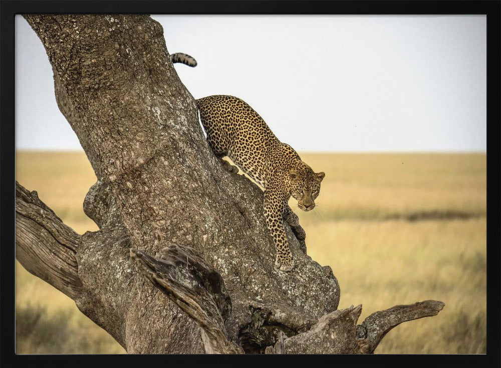 Leopard - Serengheti, Tanzania | Poster