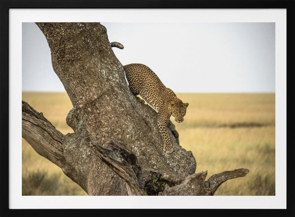 Leopard - Serengheti, Tanzania | Poster