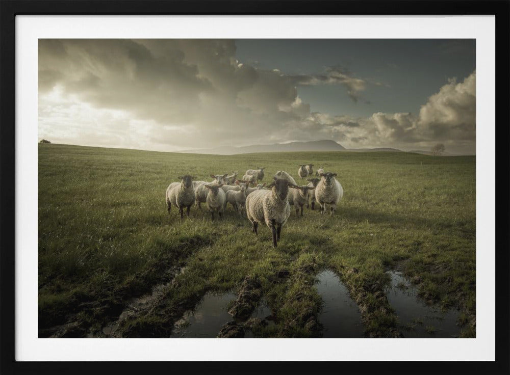 Sheep | Poster