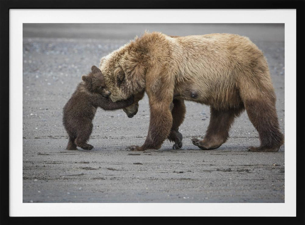 A Little Bear Hug | Poster