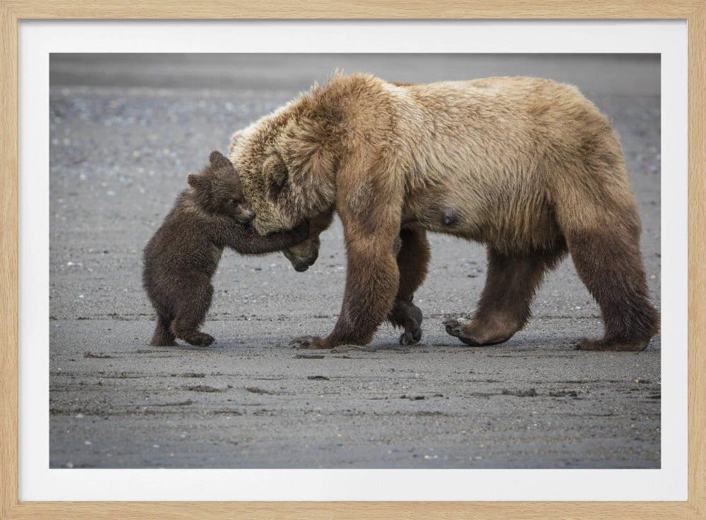 A Little Bear Hug | Poster
