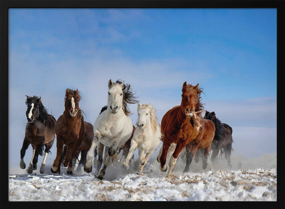 Mongolia Horses | Poster