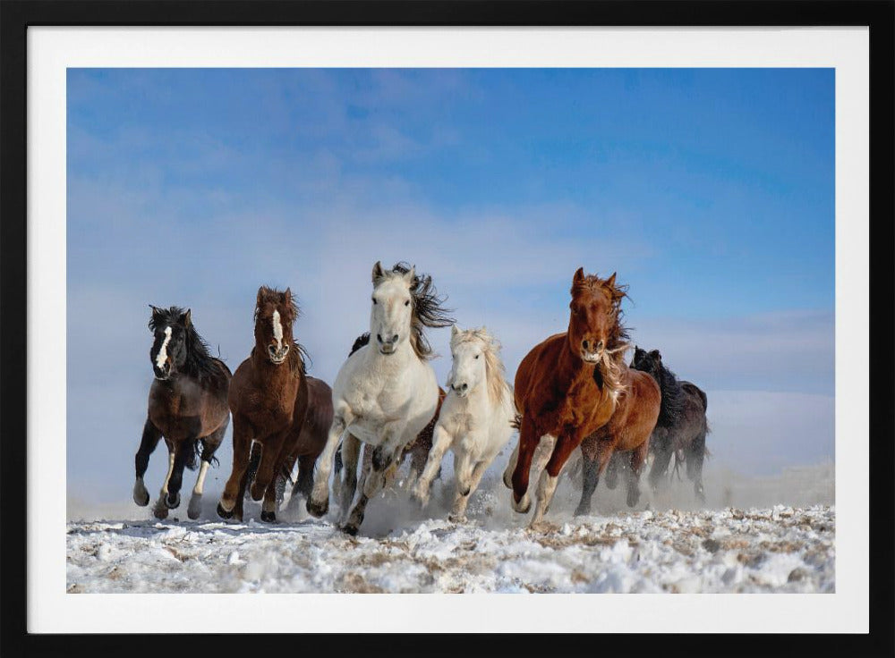 Mongolia Horses | Poster
