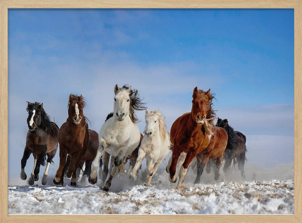Mongolia Horses | Poster