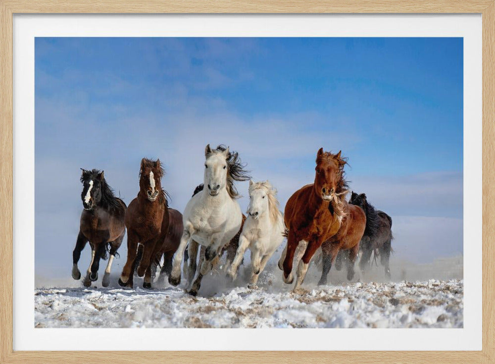 Mongolia Horses | Poster