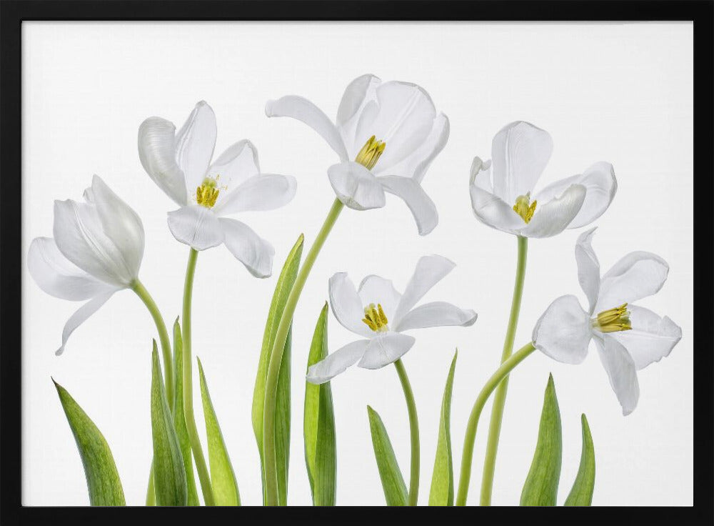White Tulips | Poster
