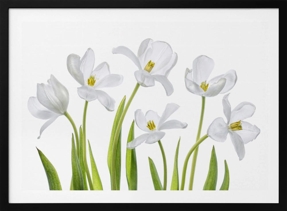 White Tulips | Poster