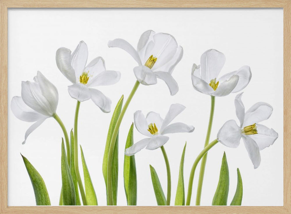 White Tulips | Poster