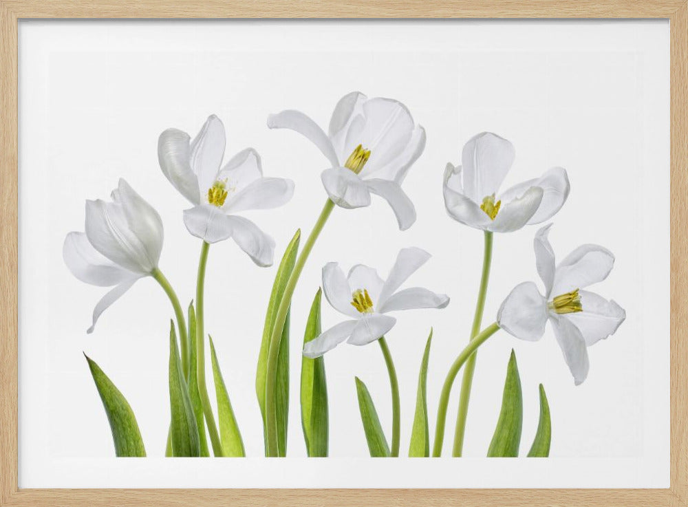 White Tulips | Poster