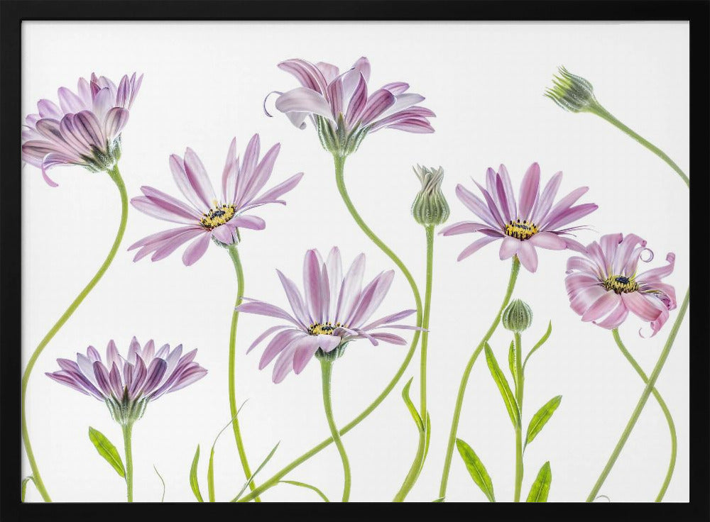 Cape Daisies | Poster