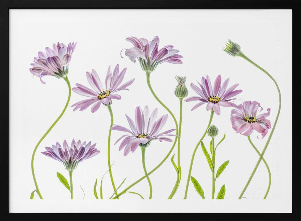 Cape Daisies | Poster