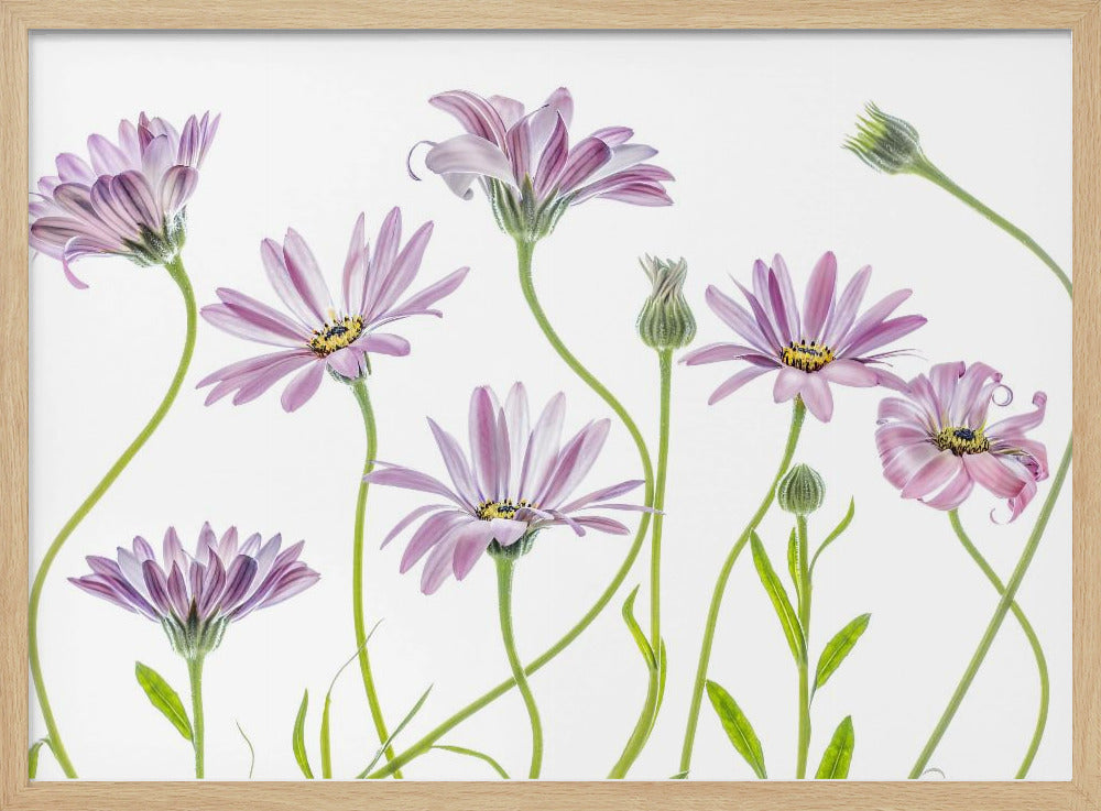 Cape Daisies | Poster