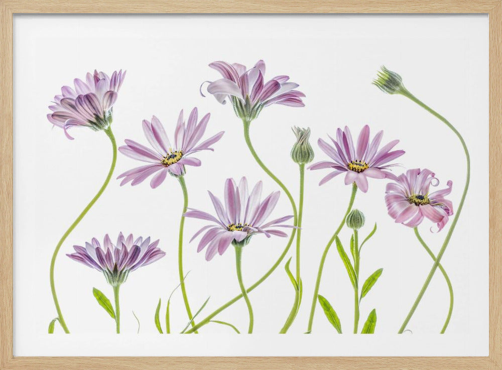 Cape Daisies | Poster
