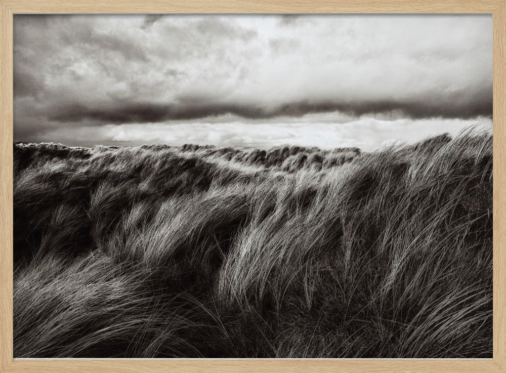 Dunes of grass | Poster
