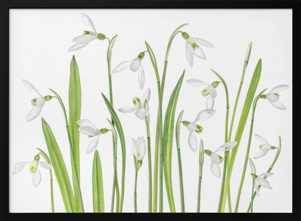 First Snowdrops | Poster