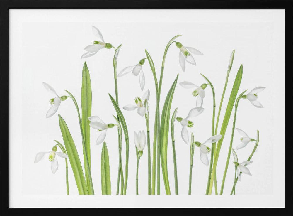 First Snowdrops | Poster