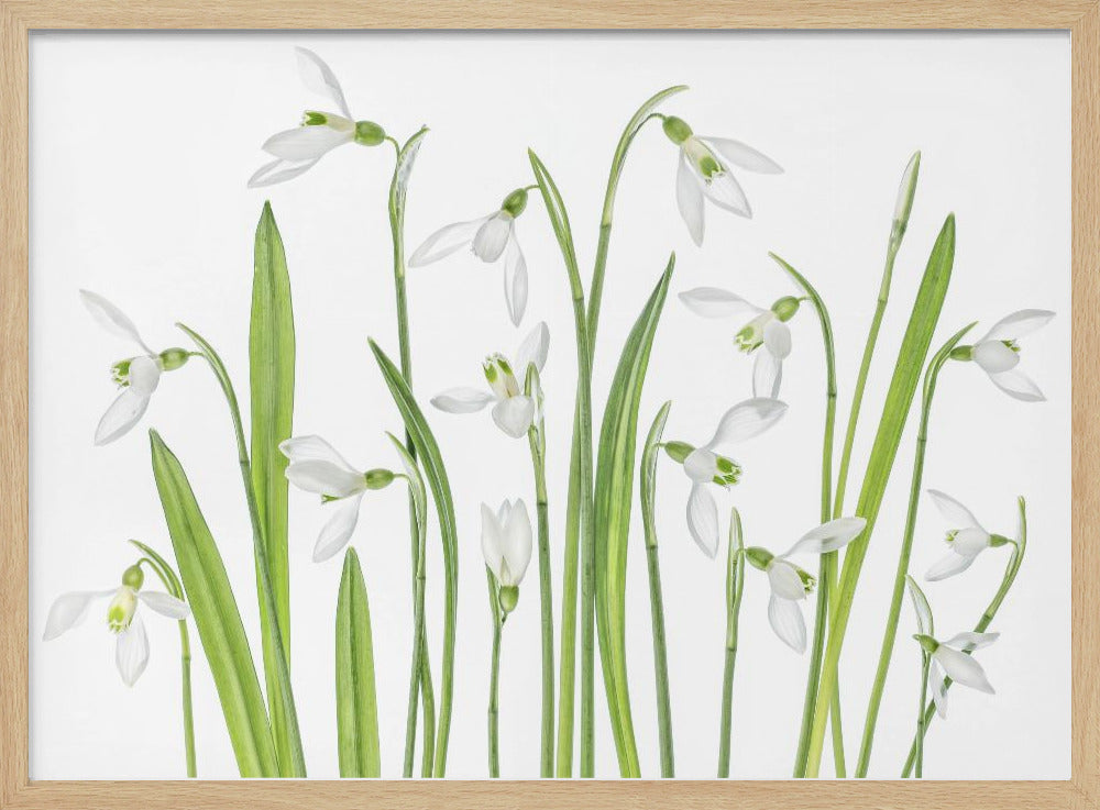 First Snowdrops | Poster