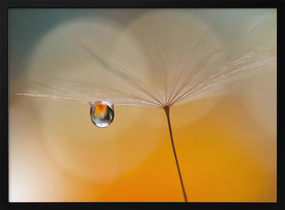 Little Night Music... | Poster