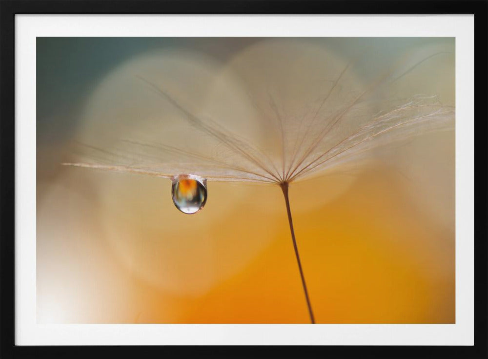 Little Night Music... | Poster