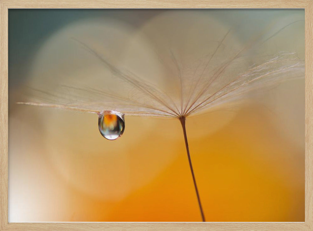 Little Night Music... | Poster