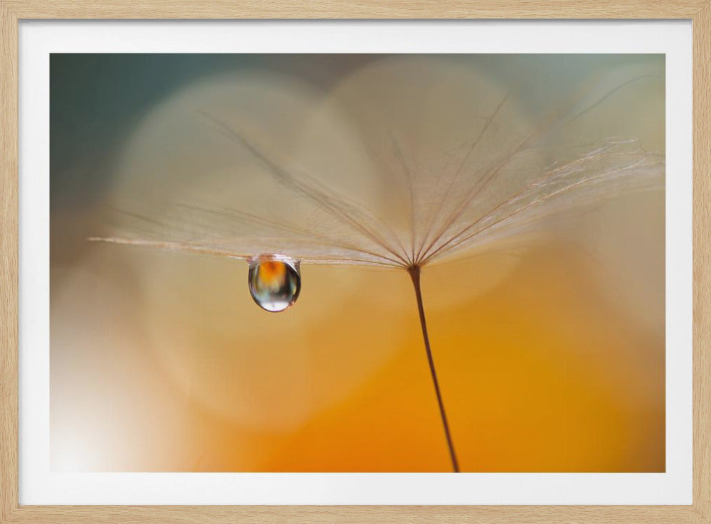 Little Night Music... | Poster