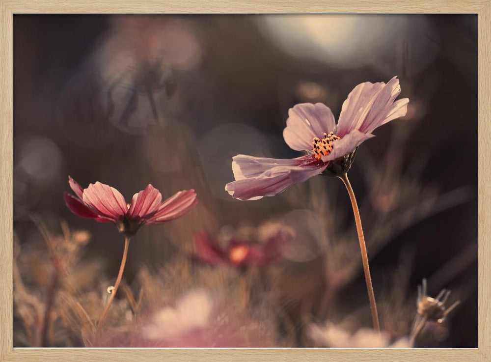 Flowers of innocence | Poster