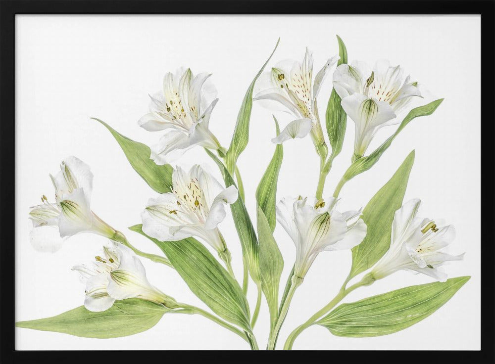 Alstroemeria | Poster
