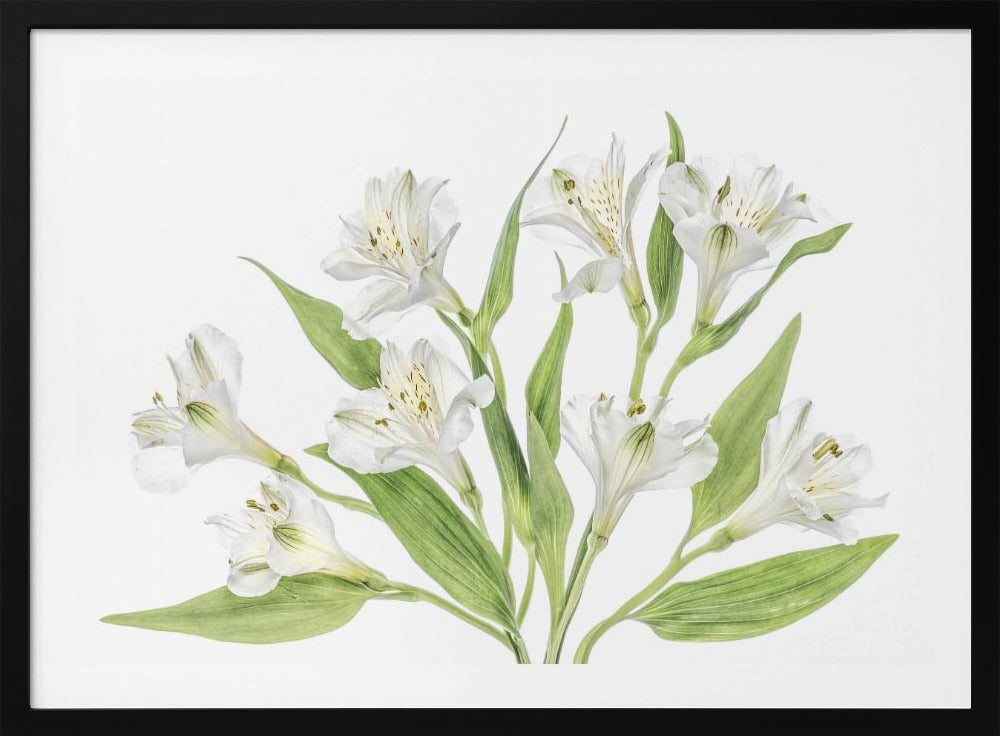 Alstroemeria | Poster
