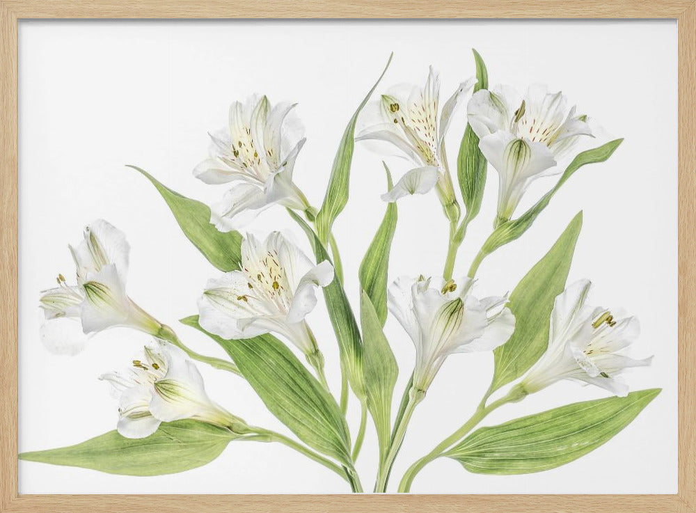 Alstroemeria | Poster