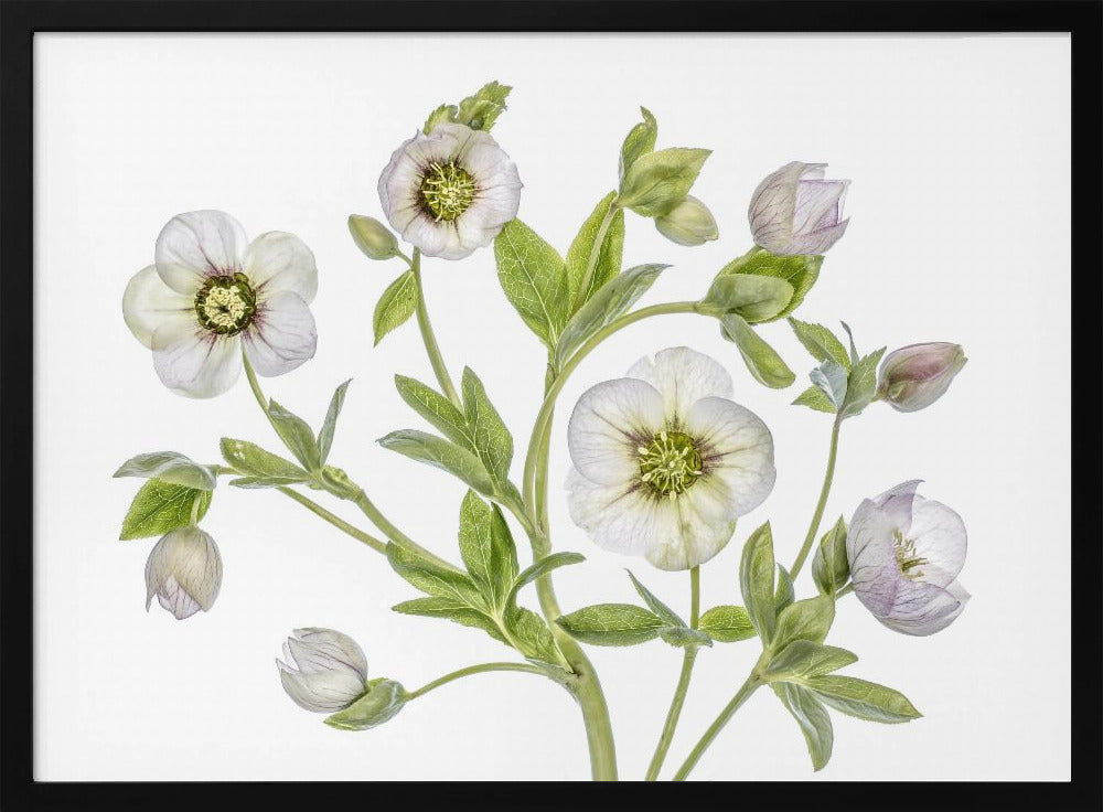 Hellebore | Poster