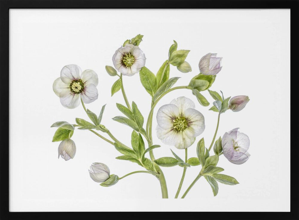 Hellebore | Poster