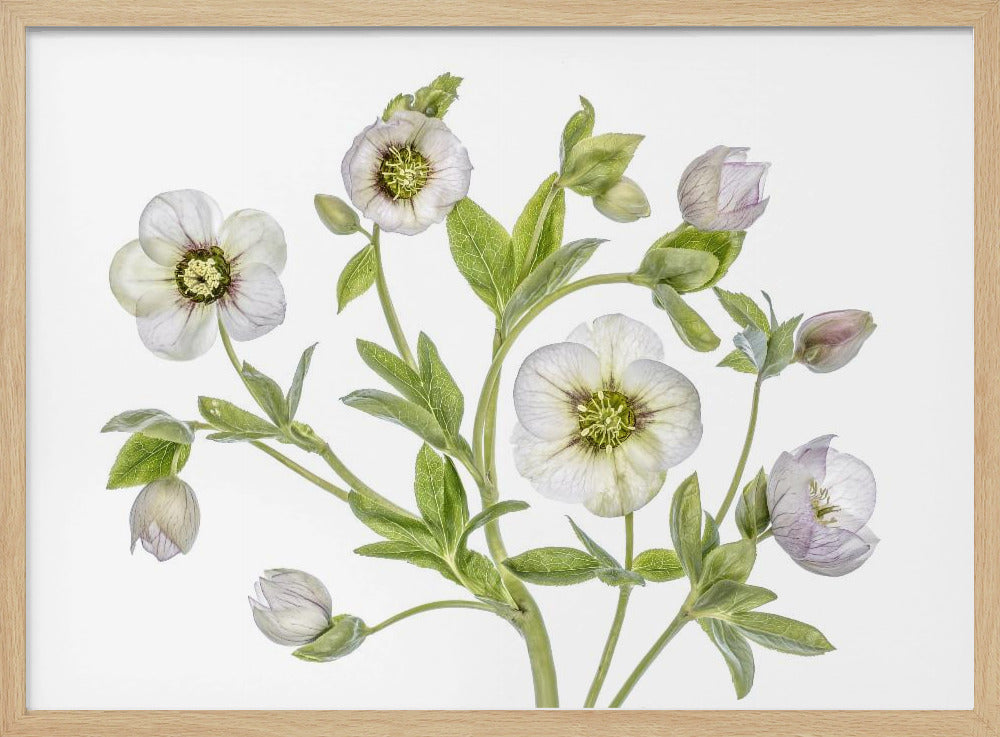 Hellebore | Poster